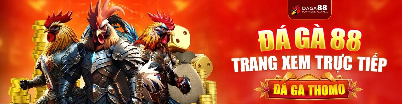 Hình ảnh gà đá chiến đấu trên nền tảng Alo789
